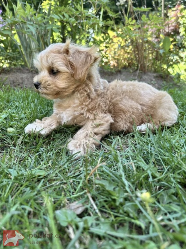 Maltipoo originál