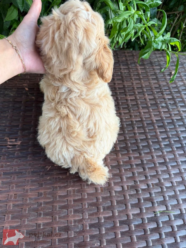 Maltipoo originál