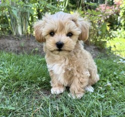 Inzerce psů Maltipoo originál