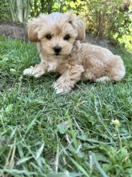 Maltipoo originál