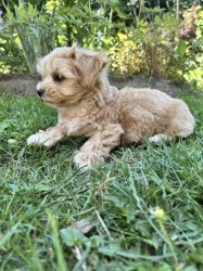 Maltipoo originál