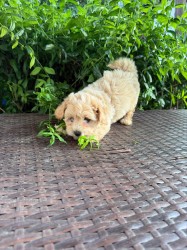 Maltipoo originál