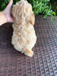 Maltipoo originál