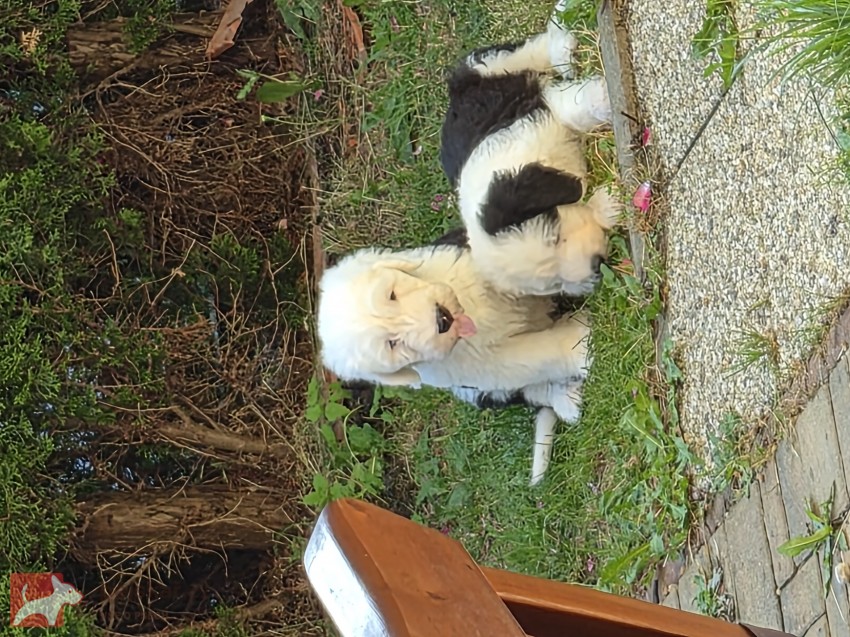 Bobtail