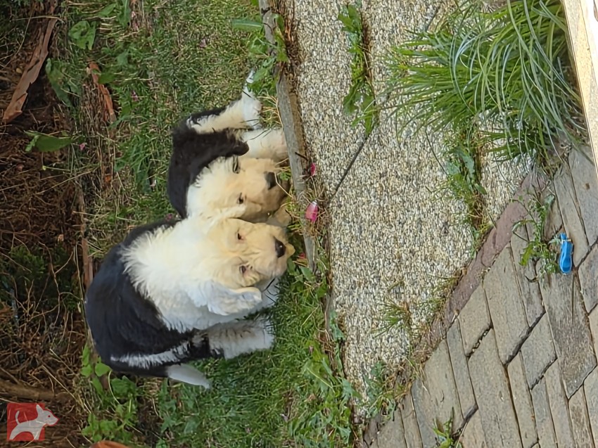 Bobtail