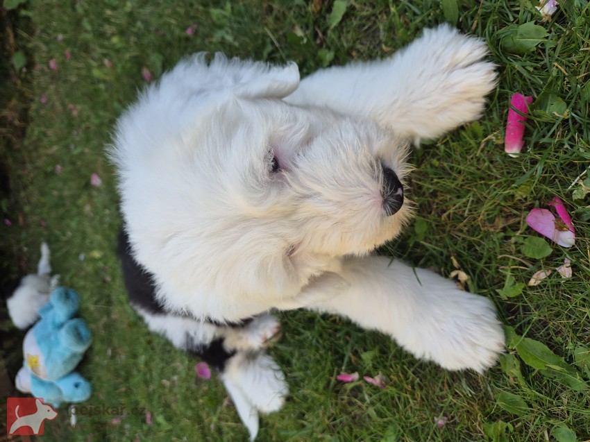 Bobtail