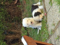 Bobtail
