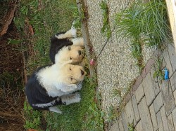 Bobtail