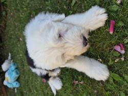 Bobtail