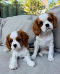 Inzerce psů Cavalier King Charles španěl štěňátka