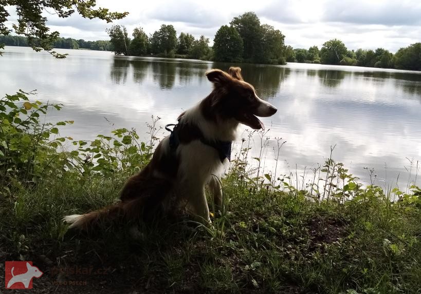 Nabízím ke krytí 6letého psa border kolie s PP