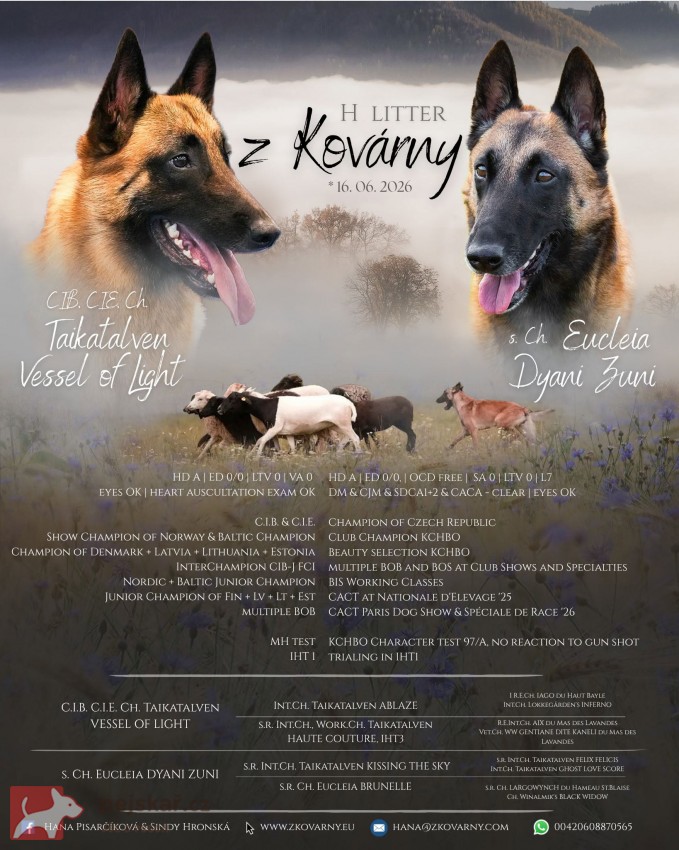 Belgický ovčák - Malinois, štěňátka s PP ze zahraničního krytí