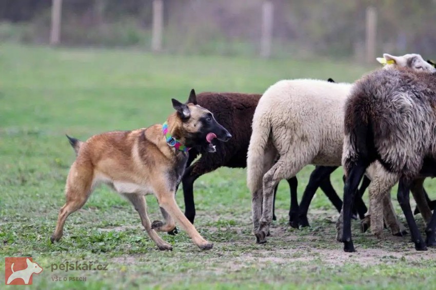 Belgický ovčák - Malinois, štěňátka s PP ze zahraničního krytí