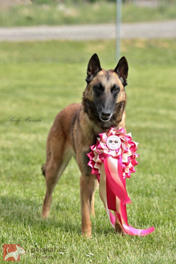 Belgický ovčák - Malinois, štěňátka s PP ze zahraničního krytí
