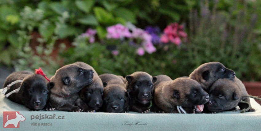 Belgický ovčák - Malinois, štěňátka s PP ze zahraničního krytí
