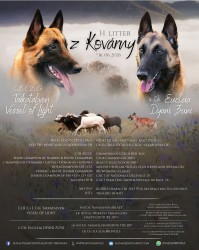 Inzerce psů Belgický ovčák - Malinois, štěňátka s PP ze zahraničního krytí