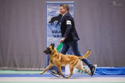 Belgický ovčák - Malinois, štěňátka s PP ze zahraničního krytí