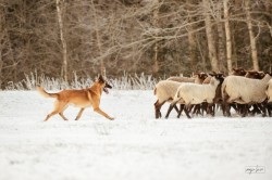 Belgický ovčák - Malinois, štěňátka s PP ze zahraničního krytí