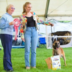 Belgický ovčák - Malinois, štěňátka s PP ze zahraničního krytí