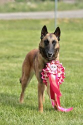 Belgický ovčák - Malinois, štěňátka s PP ze zahraničního krytí