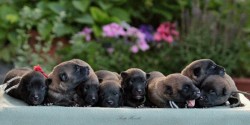 Belgický ovčák - Malinois, štěňátka s PP ze zahraničního krytí