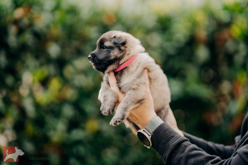 fenka Belgický ovčák Tervueren - gris