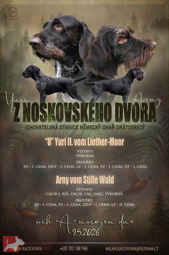 Štěňata německého drátosrstého ohaře