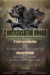 Inzerce psů Štěňata německého drátosrstého ohaře