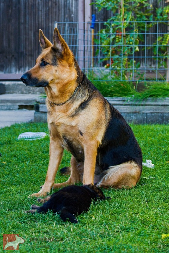 Nádherná štěňata německého ovčáka "Rex" – Očkovaná a čipovaná (Táborsko)
