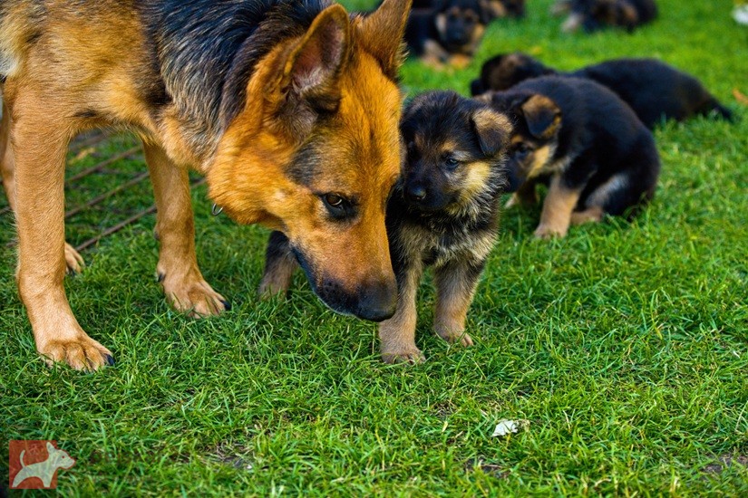 Nádherná štěňata německého ovčáka "Rex" – Očkovaná a čipovaná (Táborsko)