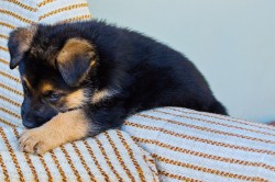 Nádherná štěňata německého ovčáka "Rex" – Očkovaná a čipovaná (Táborsko)