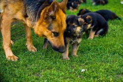 Nádherná štěňata německého ovčáka "Rex" – Očkovaná a čipovaná (Táborsko)