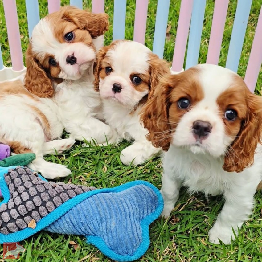 Cavalier King Charles Spaniel