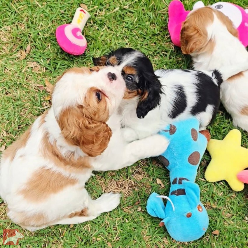Cavalier King Charles Spaniel