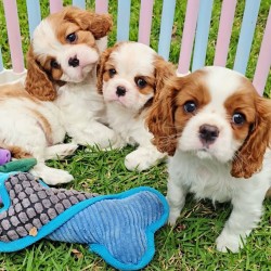 Inzerce psů Cavalier King Charles Spaniel
