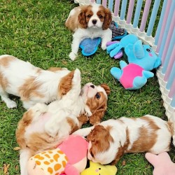 Cavalier King Charles Spaniel
