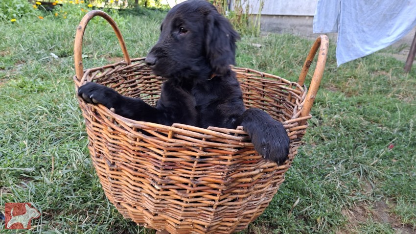 Štěňata Flat coated retriever