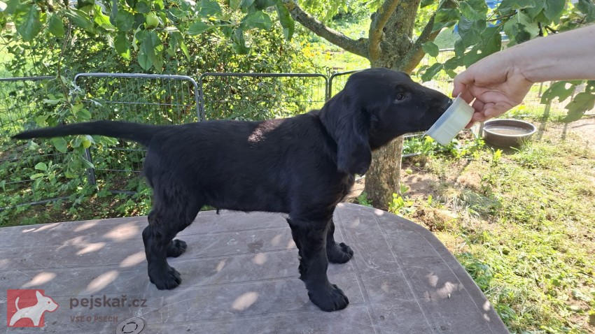 Štěňata Flat coated retriever