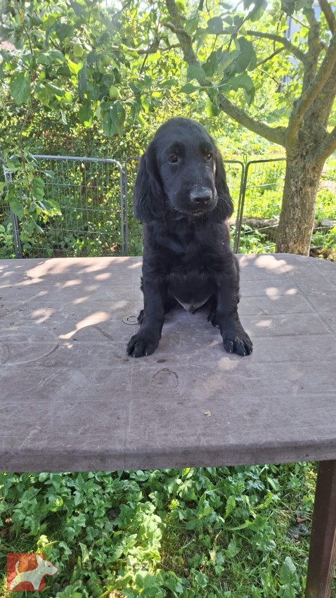 Štěňata Flat coated retriever