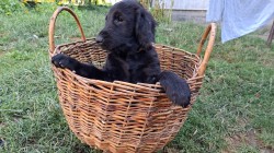 Inzerce psů Štěňata Flat coated retriever