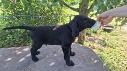 Štěňata Flat coated retriever