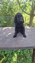 Štěňata Flat coated retriever