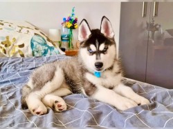 Inzerce psů Sibiřský husky s PP