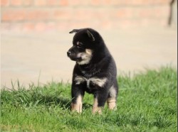 Inzerce psů Prodám Shiba inu