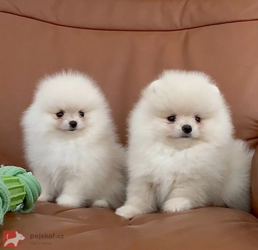 Čistokrevný pomeranian (trpasličí špic)