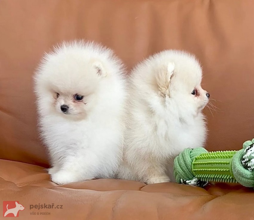 Čistokrevný pomeranian (trpasličí špic)
