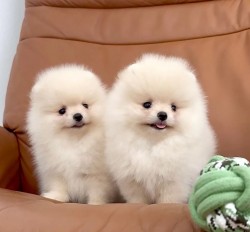 Inzerce psů Čistokrevný pomeranian (trpasličí špic)