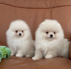 Čistokrevný pomeranian (trpasličí špic)