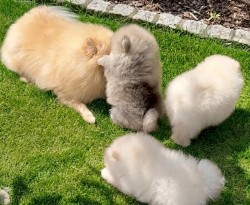 Čistokrevný pomeranian (trpasličí špic)