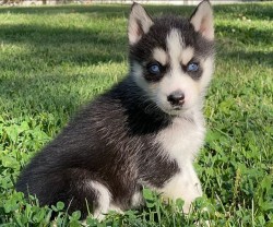 Inzerce psů Čistokrevná sibiřského huskyho štěňátka